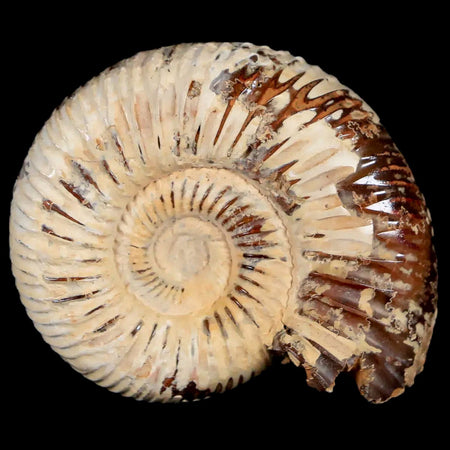 44MM Polished Perisphinctes Ammonite Fossil Nautilus Madagascar Jurassic Age COA