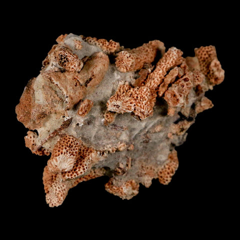 2.5" Thamnopora SP Coral Fossil Coral Reef Devonian Age Verde Valley, Arizona