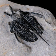 1.1" Cyphaspis Tafilalet Walteri Horned Devil Trilobite Fossil Devonian Age COA