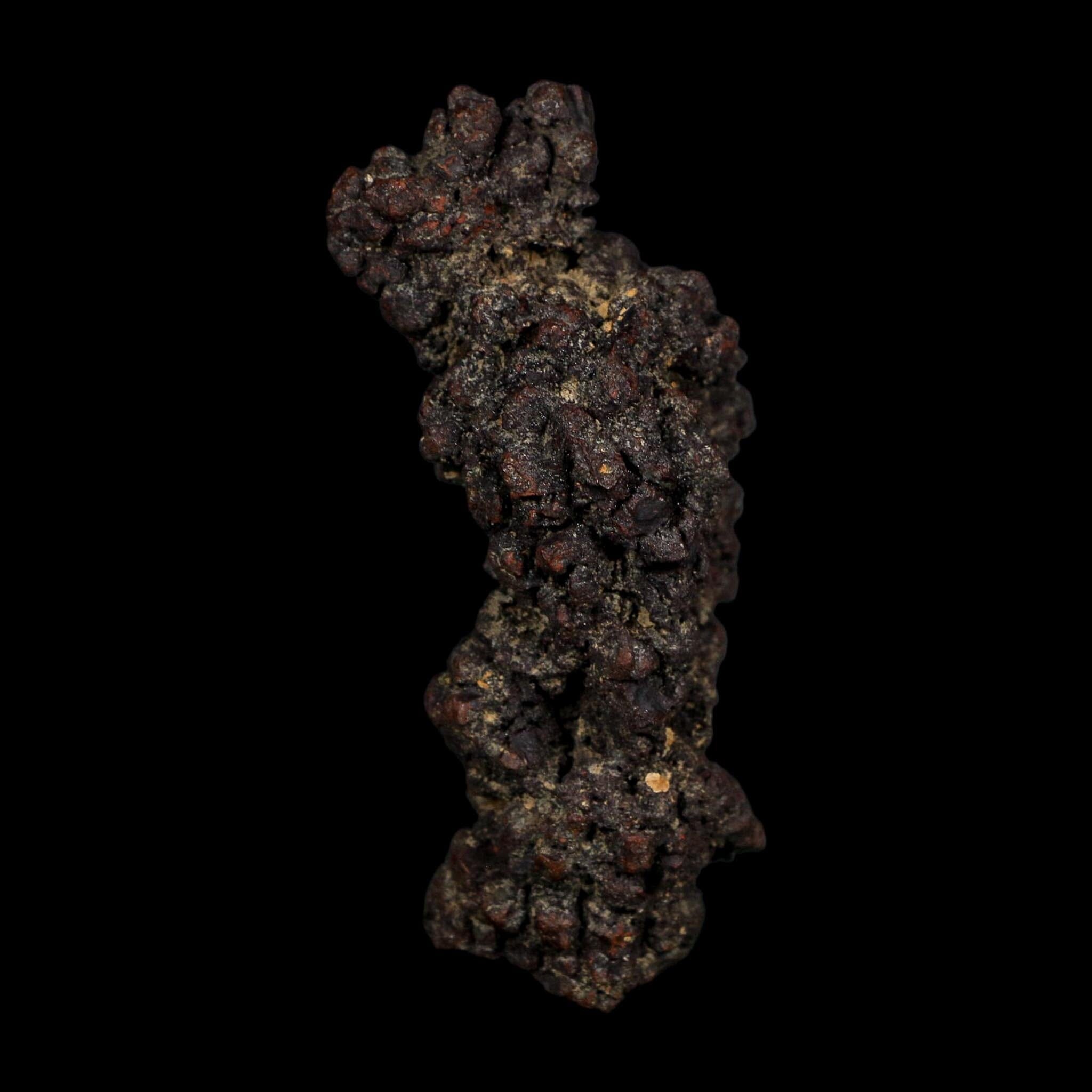 3.1" Prehistoric Coprolite Fossil Specimen Poop Dung Miocene Age Madagascar COA - Fossil Age Minerals