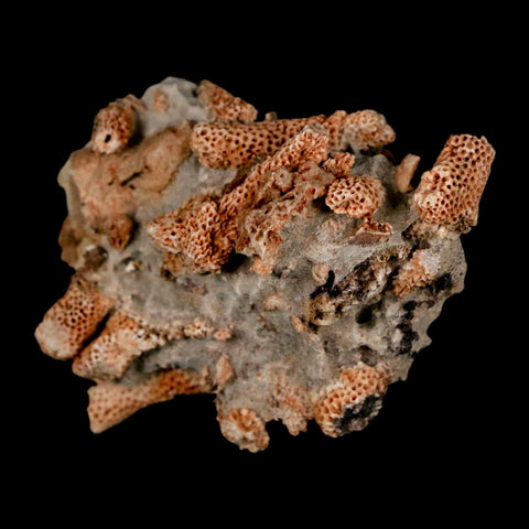 2.5" Thamnopora SP Coral Fossil Coral Reef Devonian Age Verde Valley, Arizona