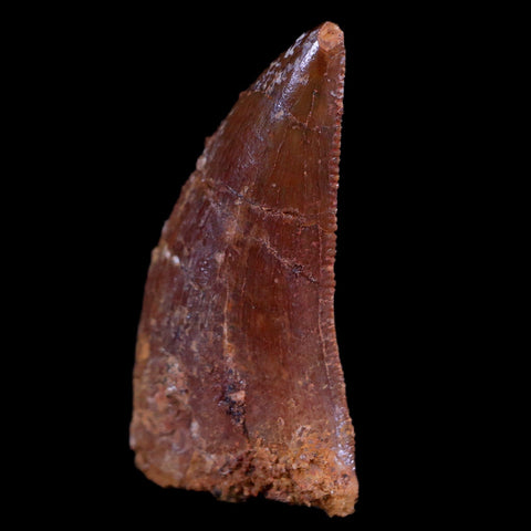 0.8" Abelisaur Serrated Tooth Fossil Cretaceous Age Dinosaur Morocco COA, Display - Fossil Age Minerals