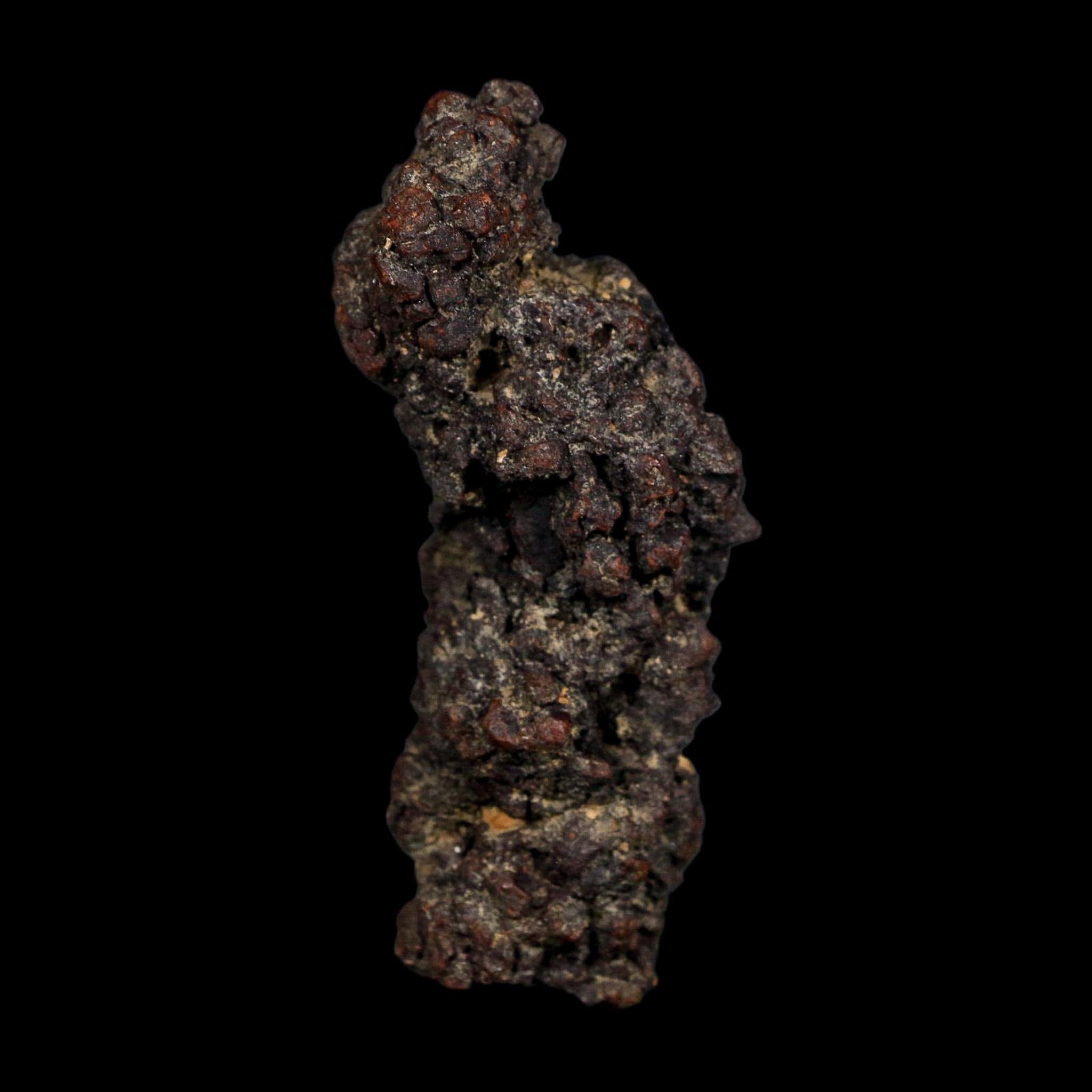 3.1" Prehistoric Coprolite Fossil Specimen Poop Dung Miocene Age Madagascar COA - Fossil Age Minerals