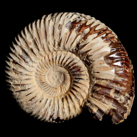 44MM Polished Perisphinctes Ammonite Fossil Nautilus Madagascar Jurassic Age COA - Fossil Age Minerals
