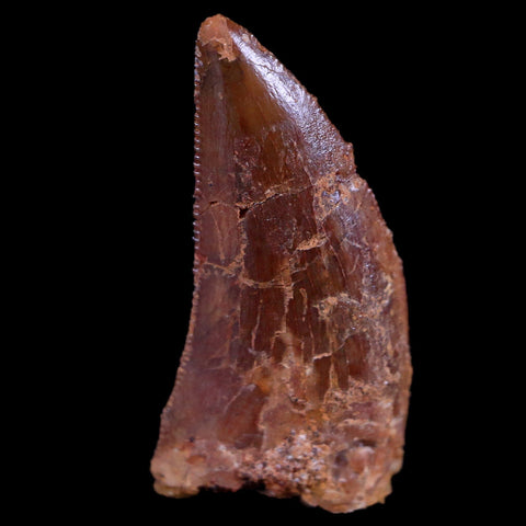 0.8" Abelisaur Serrated Tooth Fossil Cretaceous Age Dinosaur Morocco COA, Display - Fossil Age Minerals