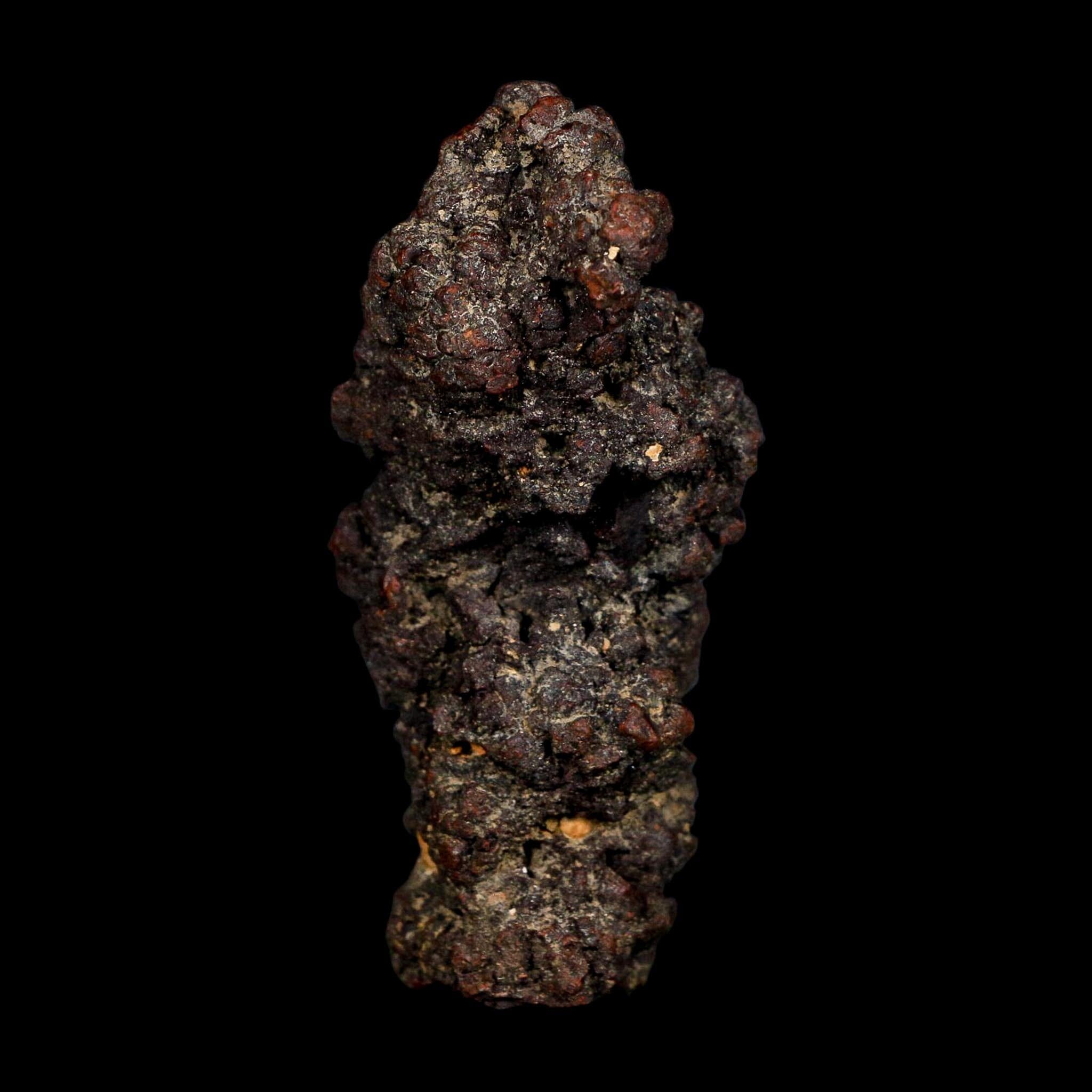 3.1" Prehistoric Coprolite Fossil Specimen Poop Dung Miocene Age Madagascar COA - Fossil Age Minerals