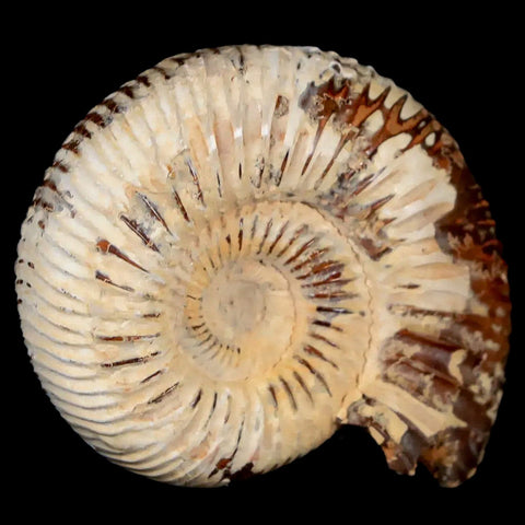 44MM Polished Perisphinctes Ammonite Fossil Nautilus Madagascar Jurassic Age COA - Fossil Age Minerals