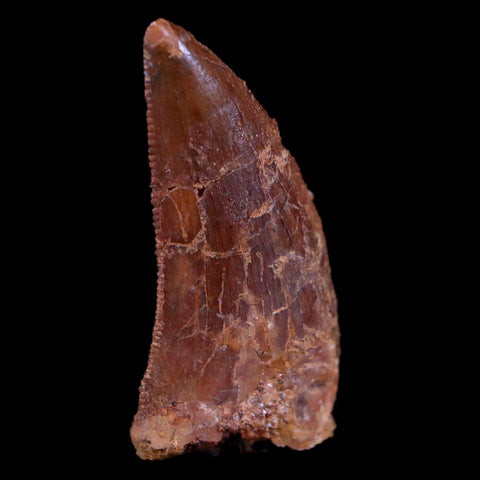0.8" Abelisaur Serrated Tooth Fossil Cretaceous Age Dinosaur Morocco COA, Display - Fossil Age Minerals