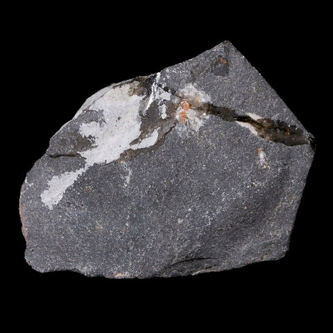 1.1" Cyphaspis Tafilalet Walteri Horned Devil Trilobite Fossil Devonian Age COA - Fossil Age Minerals