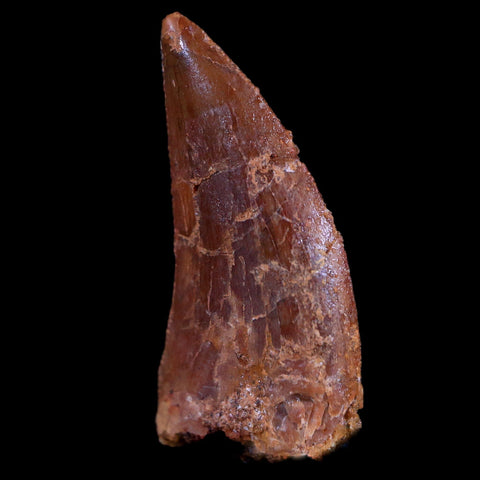 0.8" Abelisaur Serrated Tooth Fossil Cretaceous Age Dinosaur Morocco COA, Display - Fossil Age Minerals