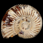 44MM Polished Perisphinctes Ammonite Fossil Nautilus Madagascar Jurassic Age COA