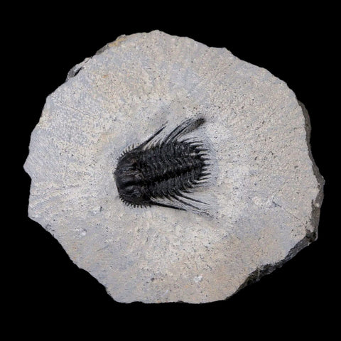 1" Leonaspis Sp Spiny Trilobite Fossil Morocco Devonian Age 400 Mil Yrs Old COA - Fossil Age Minerals
