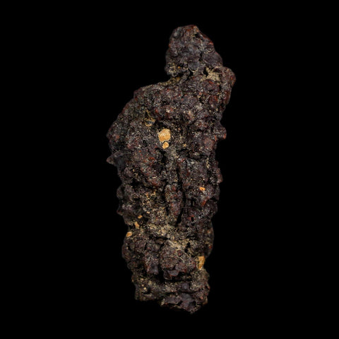 3.1" Prehistoric Coprolite Fossil Specimen Poop Dung Miocene Age Madagascar COA