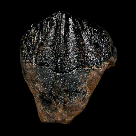 0.6" Triceratops Fossil Crown Tooth Hell Creek FM Cretaceous Dinosaur MT COA