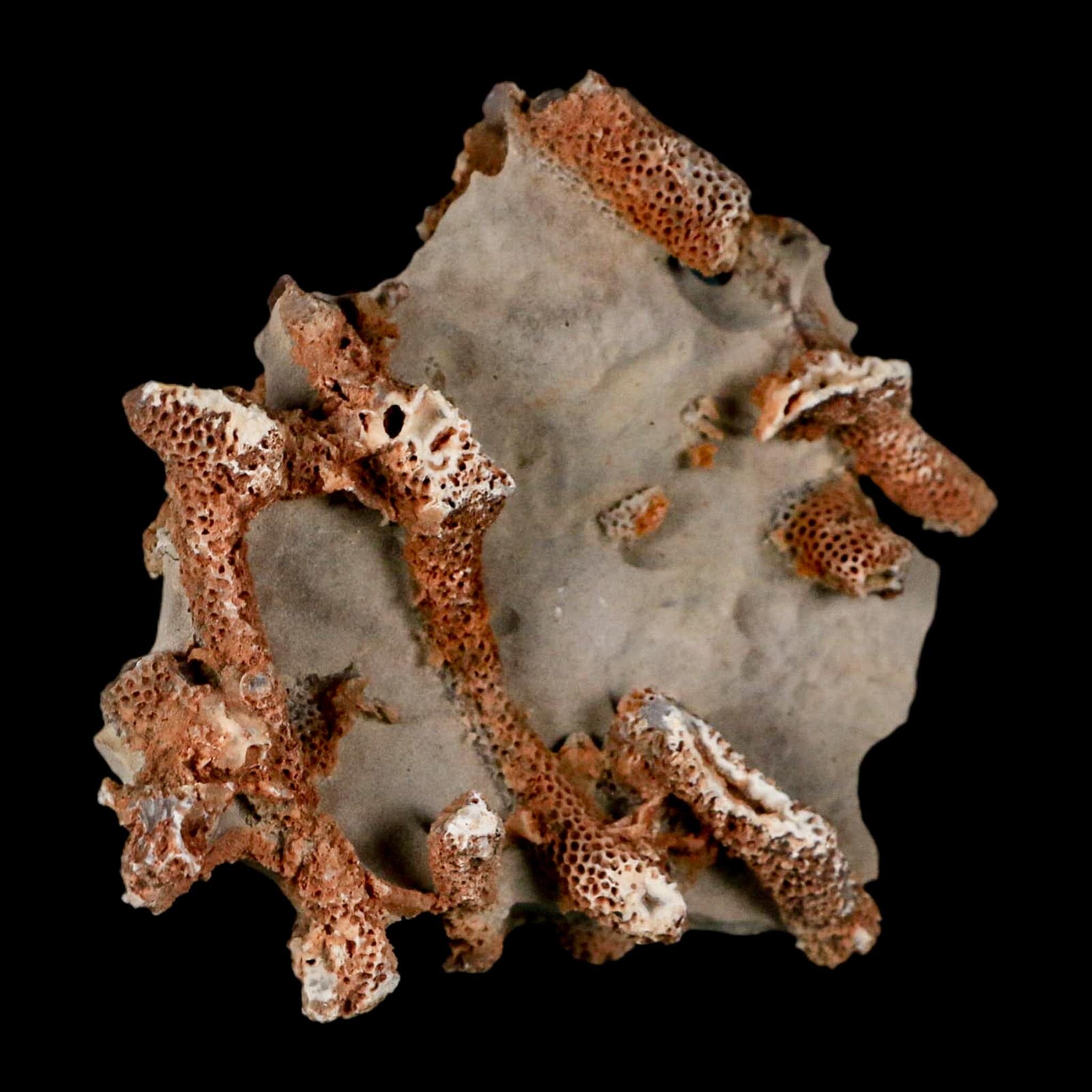 3.5" Thamnopora SP Coral Fossil Coral Reef Devonian Age Verde Valley, Arizona - Fossil Age Minerals
