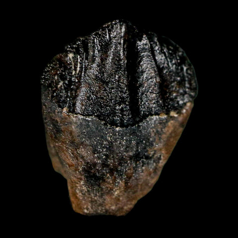 0.6" Triceratops Fossil Crown Tooth Hell Creek FM Cretaceous Dinosaur MT COA