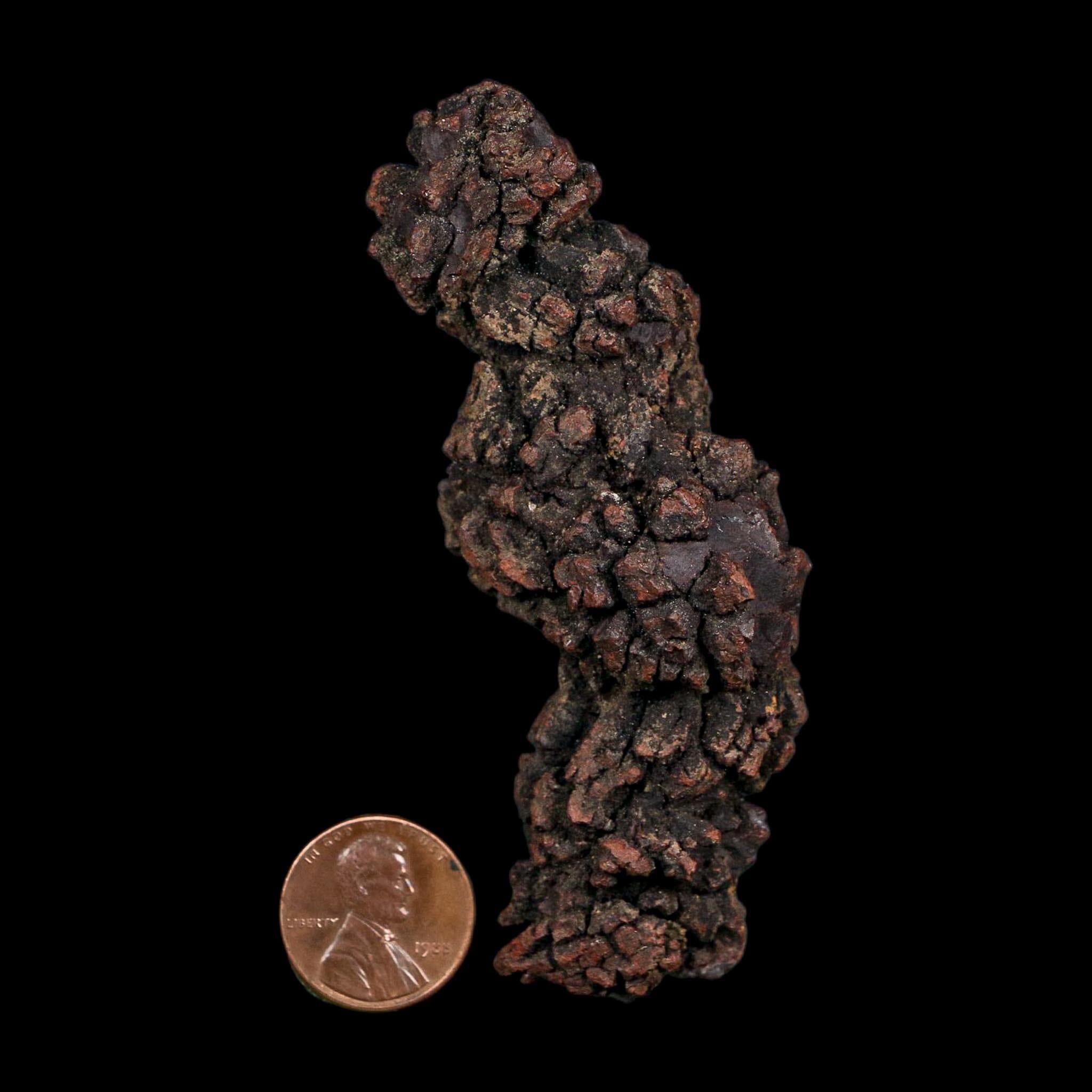 3.5" Prehistoric Coprolite Fossil Specimen Poop Dung Miocene Age Madagascar COA - Fossil Age Minerals