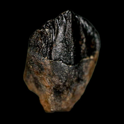 0.6" Triceratops Fossil Crown Tooth Hell Creek FM Cretaceous Dinosaur MT COA