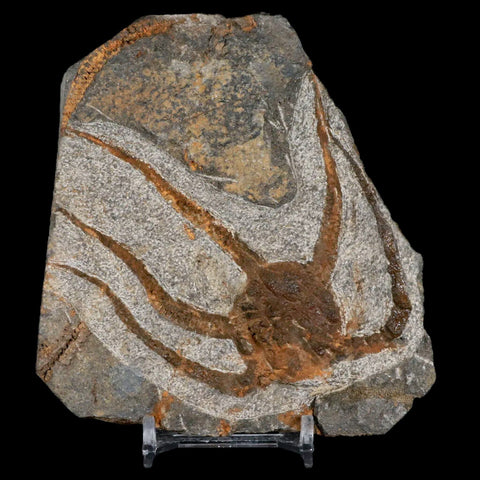 3.6" Brittlestar Ophiura Sp Starfish Fossil Ordovician Age Morocco COA & Stand - Fossil Age Minerals