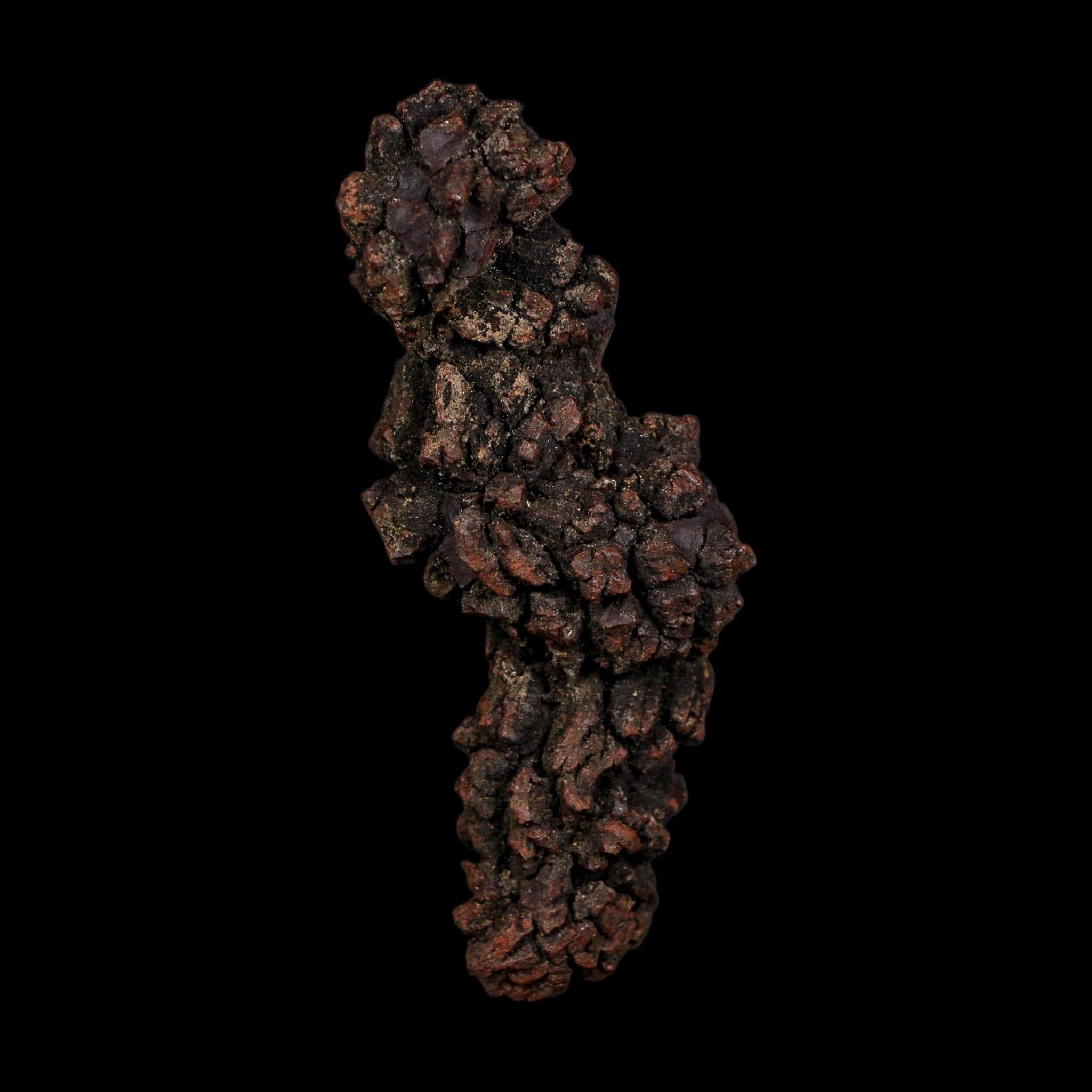 3.5" Prehistoric Coprolite Fossil Specimen Poop Dung Miocene Age Madagascar COA - Fossil Age Minerals