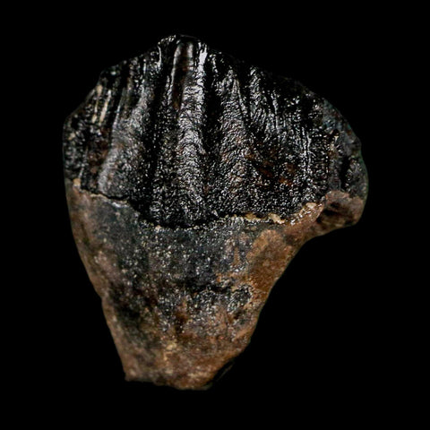 0.6" Triceratops Fossil Crown Tooth Hell Creek FM Cretaceous Dinosaur MT COA