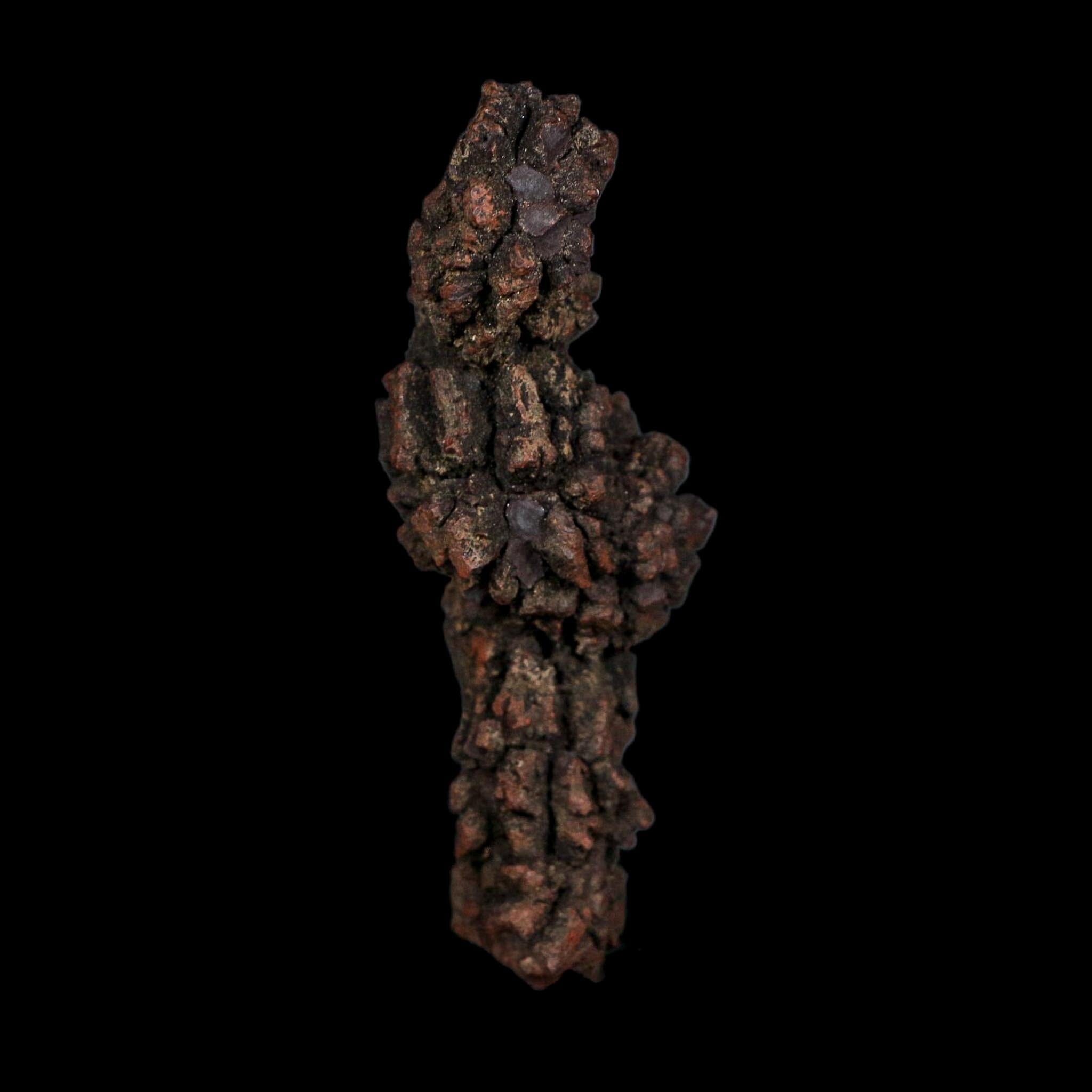 3.5" Prehistoric Coprolite Fossil Specimen Poop Dung Miocene Age Madagascar COA - Fossil Age Minerals