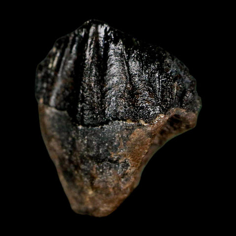 0.6" Triceratops Fossil Crown Tooth Hell Creek FM Cretaceous Dinosaur MT COA