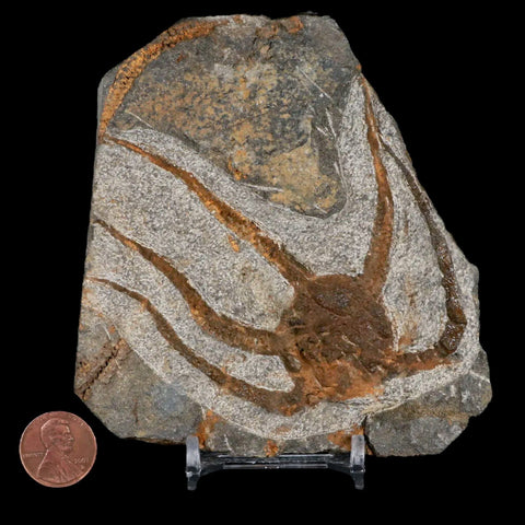 3.6" Brittlestar Ophiura Sp Starfish Fossil Ordovician Age Morocco COA & Stand - Fossil Age Minerals