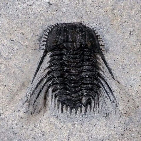 1" Leonaspis Sp Spiny Trilobite Fossil Morocco Devonian Age 400 Mil Yrs Old COA - Fossil Age Minerals
