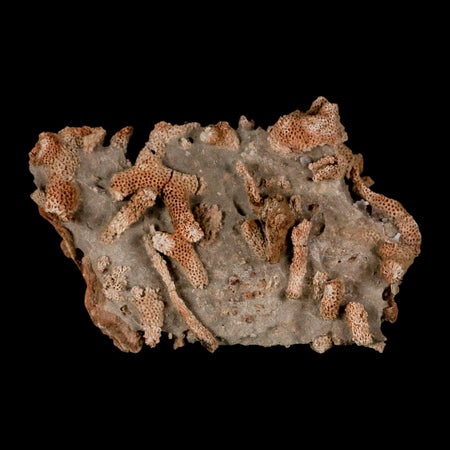 4.3" Thamnopora SP Coral Fossil Coral Reef Devonian Age Verde Valley, Arizona