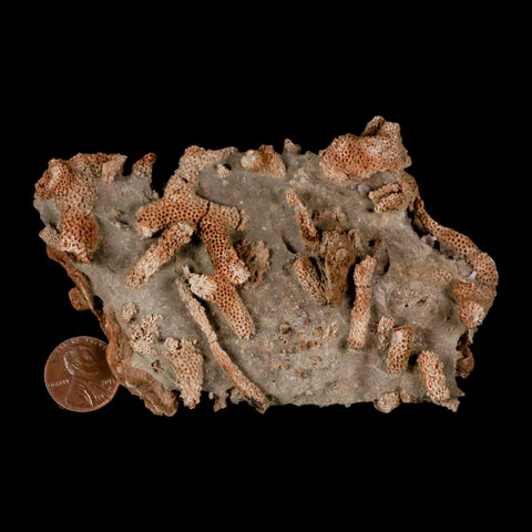 4.3" Thamnopora SP Coral Fossil Coral Reef Devonian Age Verde Valley, Arizona