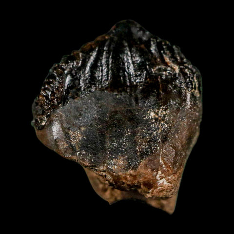 0.6" Triceratops Fossil Crown Tooth Hell Creek FM Cretaceous Dinosaur MT COA