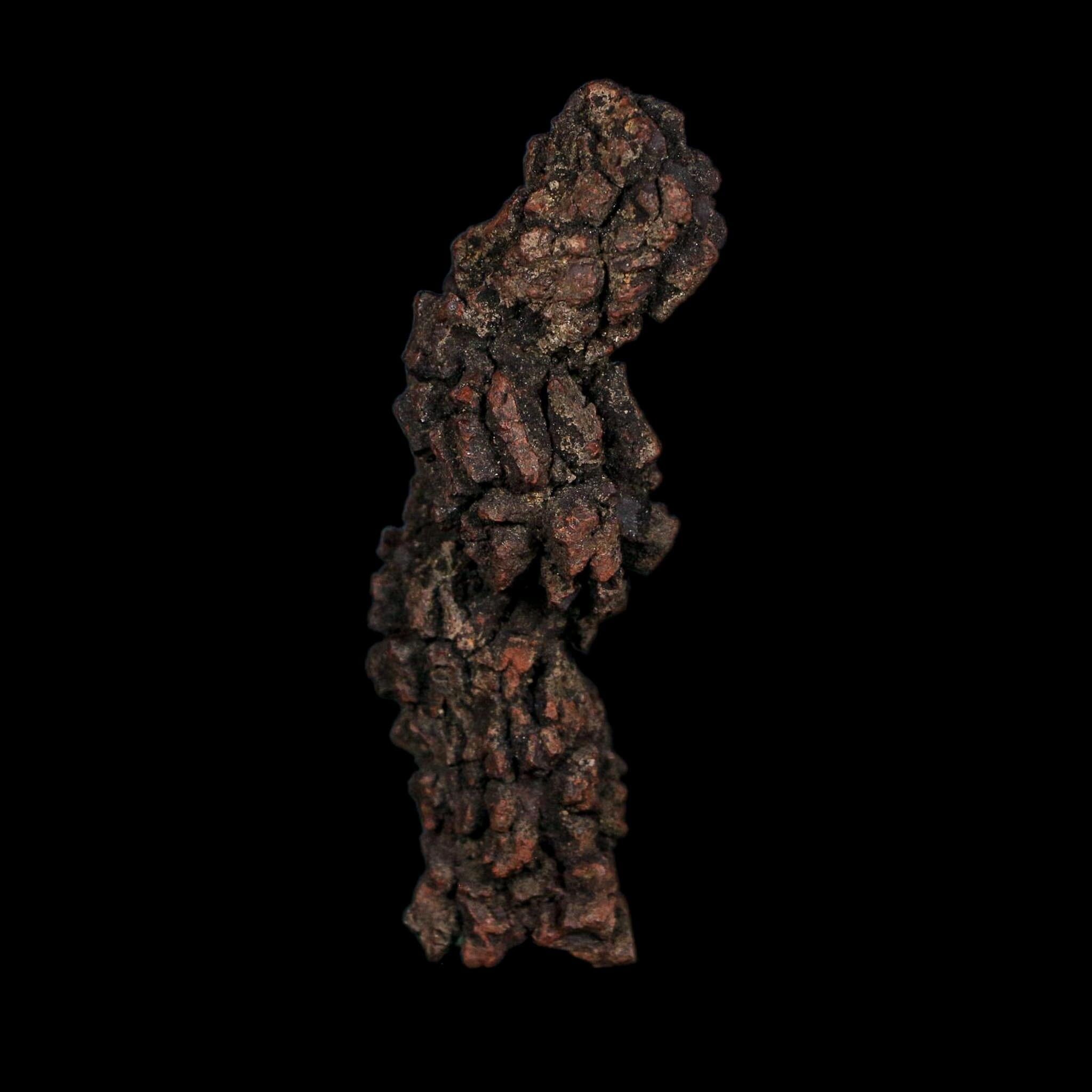 3.5" Prehistoric Coprolite Fossil Specimen Poop Dung Miocene Age Madagascar COA - Fossil Age Minerals