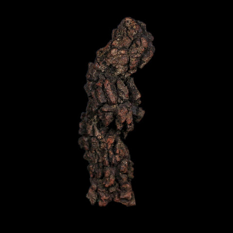 3.5" Prehistoric Coprolite Fossil Specimen Poop Dung Miocene Age Madagascar COA