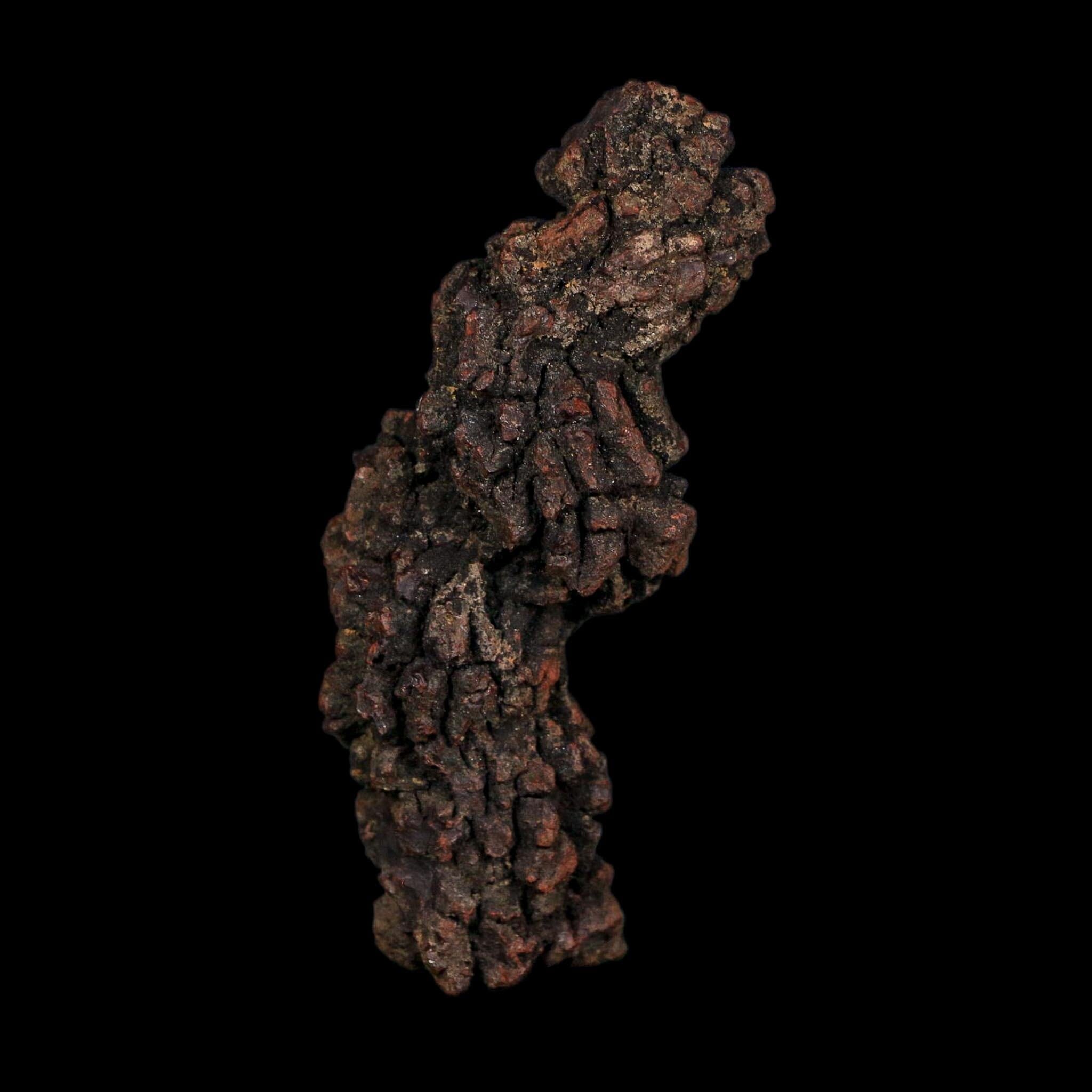 3.5" Prehistoric Coprolite Fossil Specimen Poop Dung Miocene Age Madagascar COA - Fossil Age Minerals