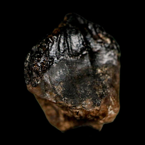 0.6" Triceratops Fossil Crown Tooth Hell Creek FM Cretaceous Dinosaur MT COA