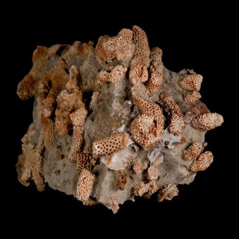 4.3" Thamnopora SP Coral Fossil Coral Reef Devonian Age Verde Valley, Arizona