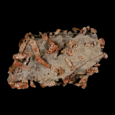 4.3" Thamnopora SP Coral Fossil Coral Reef Devonian Age Verde Valley, Arizona