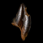0.7" Tyrannosaurus Rex Fossil Tooth Section Lance Creek Cretaceous Dinosaur WY COA