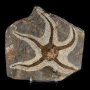 4" Brittlestar Ophiura Sp Starfish Fossil Ordovician Age Morocco COA & Stand