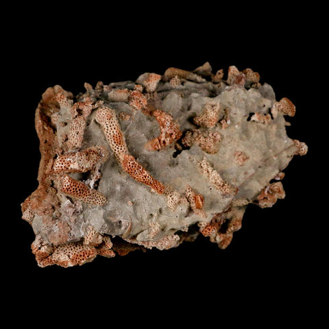 4.3" Thamnopora SP Coral Fossil Coral Reef Devonian Age Verde Valley, Arizona