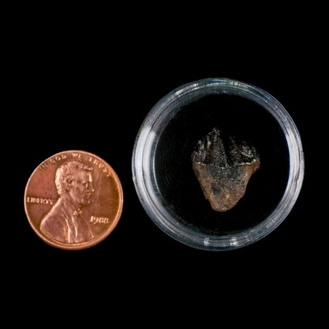 0.6" Triceratops Fossil Crown Tooth Hell Creek FM Cretaceous Dinosaur MT COA