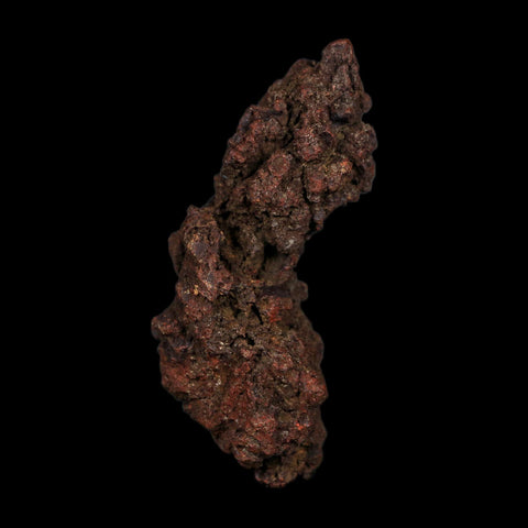 3" Prehistoric Coprolite Fossil Specimen Poop Dung Miocene Age Madagascar COA