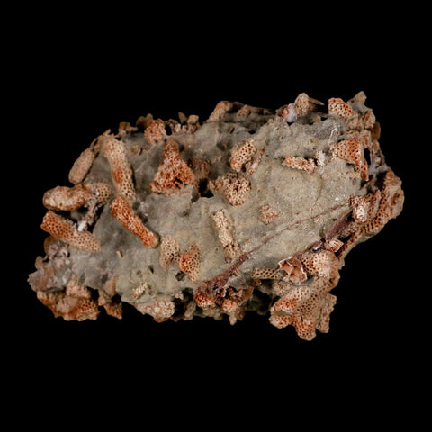 4.3" Thamnopora SP Coral Fossil Coral Reef Devonian Age Verde Valley, Arizona