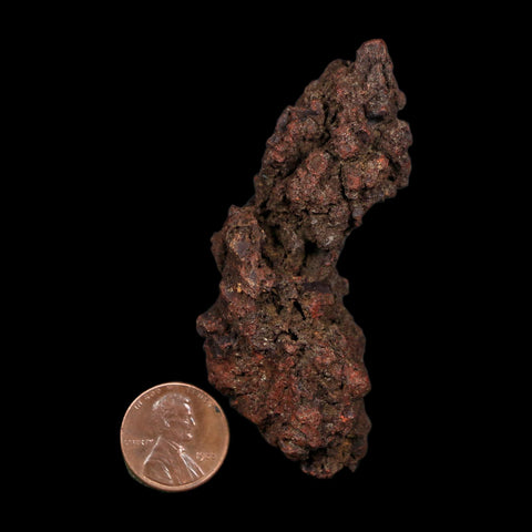 3" Prehistoric Coprolite Fossil Specimen Poop Dung Miocene Age Madagascar COA
