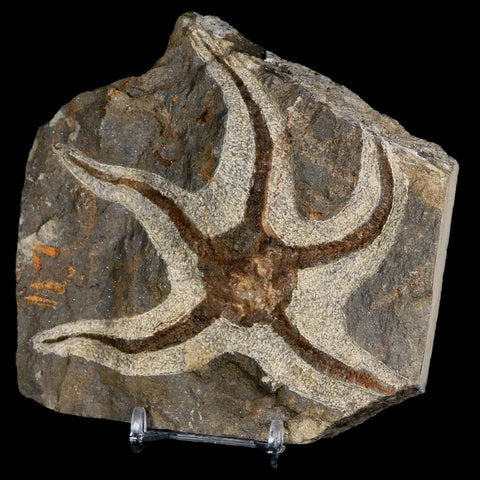 4" Brittlestar Ophiura Sp Starfish Fossil Ordovician Age Morocco COA & Stand - Fossil Age Minerals