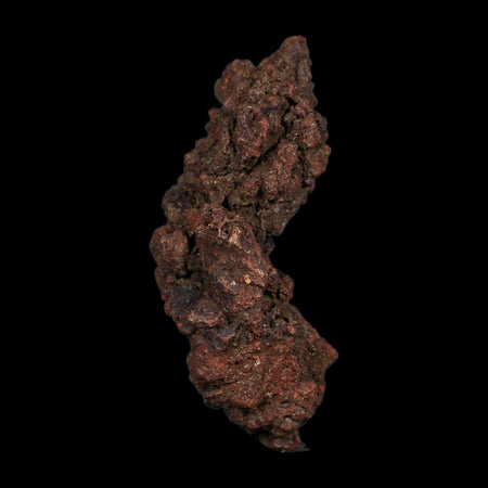 3" Prehistoric Coprolite Fossil Specimen Poop Dung Miocene Age Madagascar COA