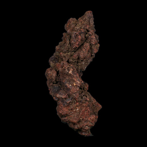 3" Prehistoric Coprolite Fossil Specimen Poop Dung Miocene Age Madagascar COA
