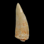 1.4" Saber Toothed Herring Fossil Fang Enchodus Libycus Cretaceous COA Stand