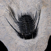 1.3" Leonaspis Sp Spiny Trilobite Fossil Morocco Devonian Age 400 Mil Yrs Old COA